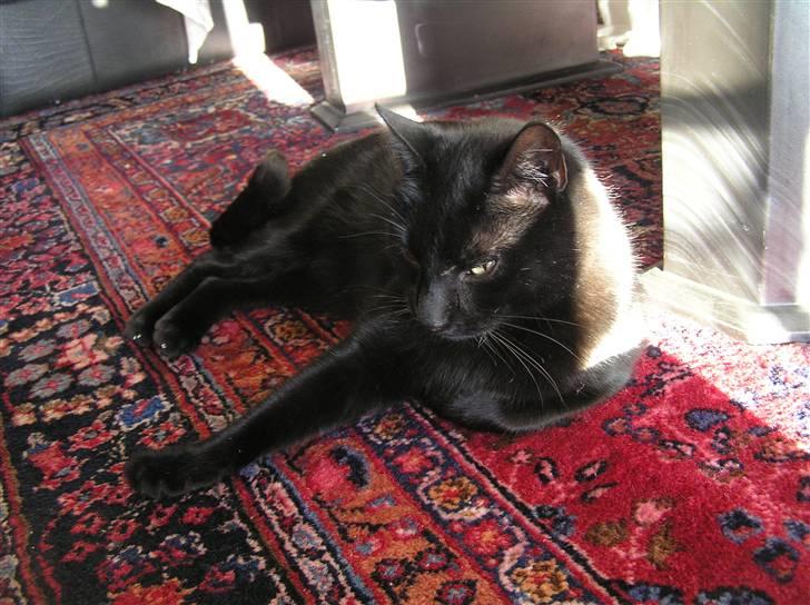 Huskat Buddi - Mmmm.. dejlig solskin.. q: lækkert q: billede 10