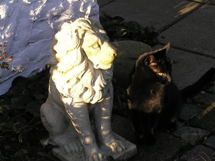 Huskat Buddi - Hva kigger han mon på ? billede 11