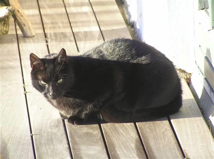 Huskat Buddi - Ude godt, men hjemme bedst q: billede 12