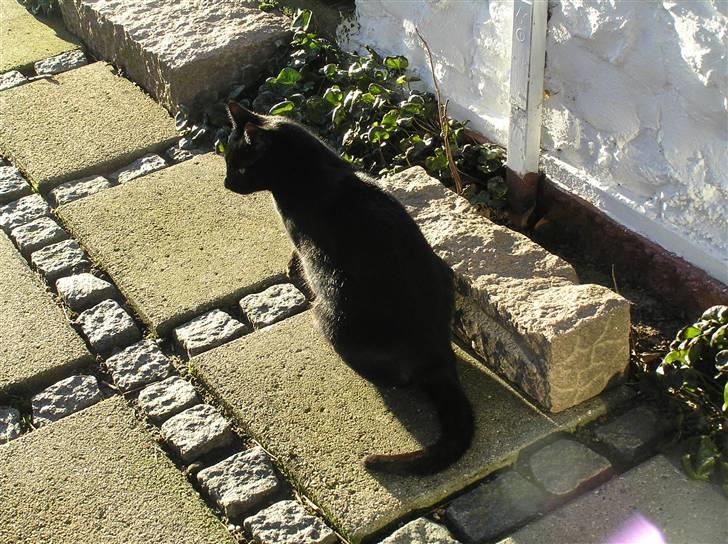 Huskat Buddi - Dejlig solskin q: Men ´hunde´koldt.. :D  billede 13