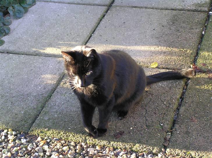 Huskat Buddi - Her er jeg så q:  billede 14