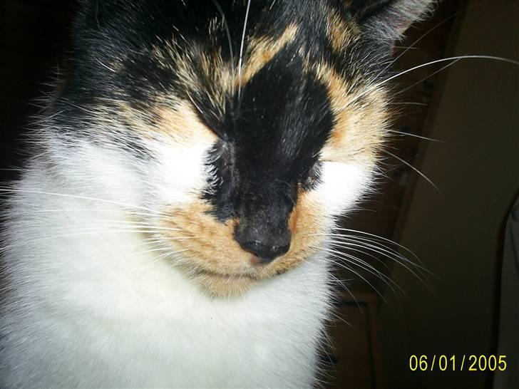 Huskat Sille (Poul) - Nej nej..  billede 12