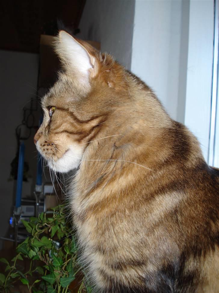 Maine Coon Ally R.I.P - 31/12 07 Ally i profil.. :) billede 14