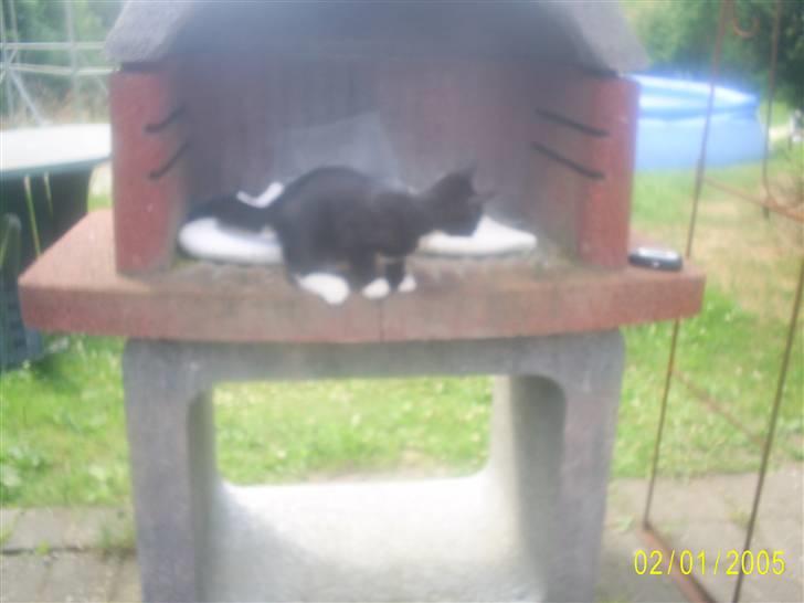 Huskat Mijaunus - Er på grillen og hovsa..  er lige blevet stor..(hehe) billede 7