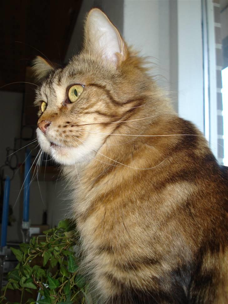 Maine Coon Ally R.I.P - 31/12 Hvem kommer?  billede 15