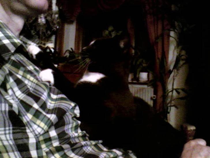Huskat Mijaunus - Giver masage til farmand.. (det er fars kat) billede 10