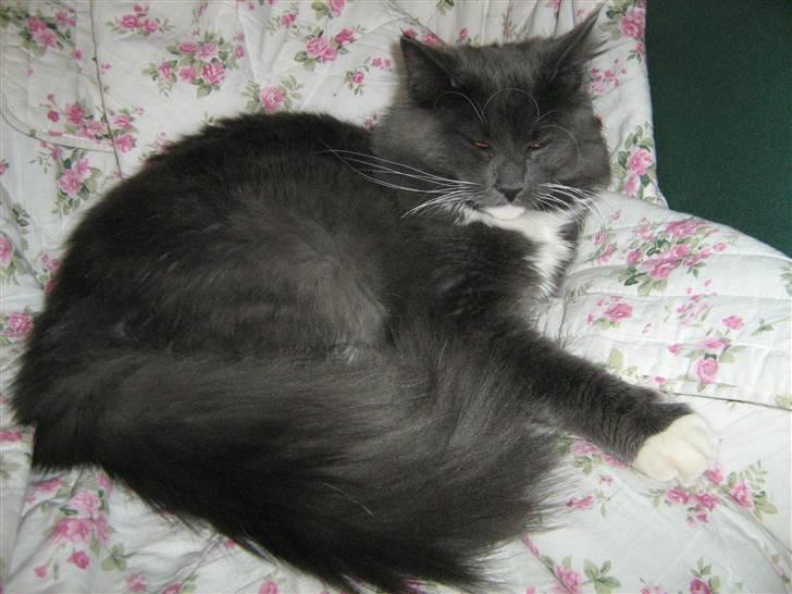 Blanding af racer  NFO/MCO Mega ( Mikkel ) - 31.12.07..Det er min stol ;o)) billede 17