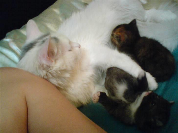 Huskat Angel - her ligge vi og hygge os alle 3  billede 5