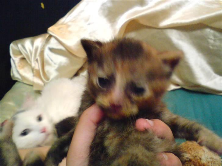 Huskat Angel - ja det er berta ikke så gammel to uge ca billede 6