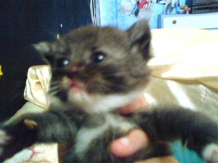 Huskat Angel - ja det er pop ikke su gammel to unge ca billede 7