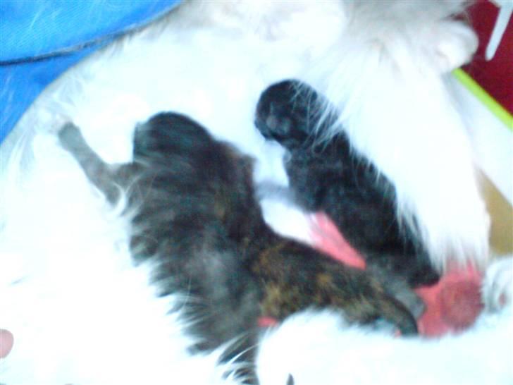 Huskat Angel - ja her er min brøn såå 3 blive det til den en død med (pop og berta er der ) billede 8