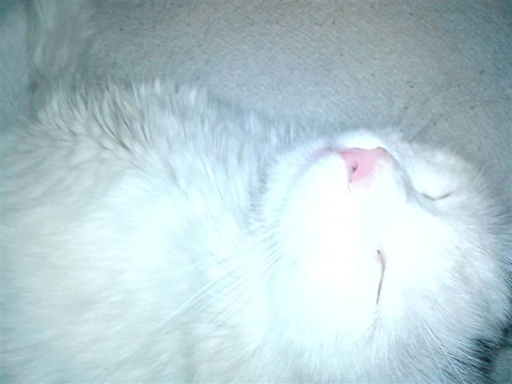 Huskat Angel - jeg gide ikke har at du tag billede af mig mere billede 9