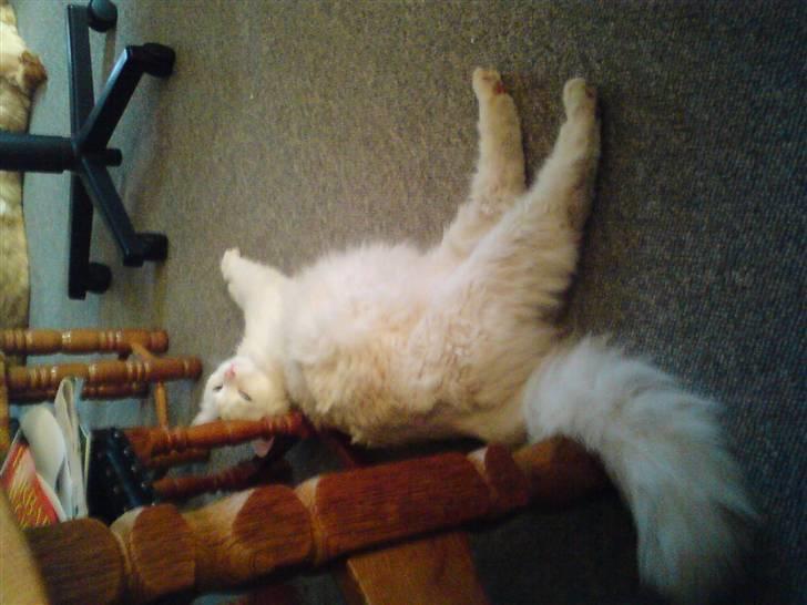 Huskat Angel - ja der er i se hvor gravid jeg er  billede 10