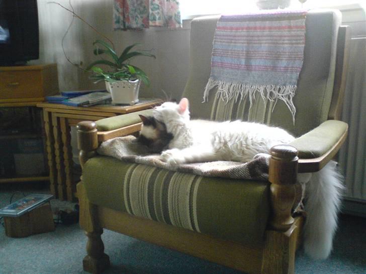 Huskat Angel - hygge med min hald søster (nuggi) billede 11