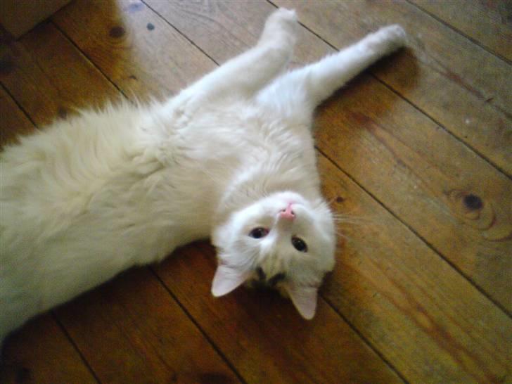 Huskat Angel - man kan godt så lide pæn ud noge gang billede 13