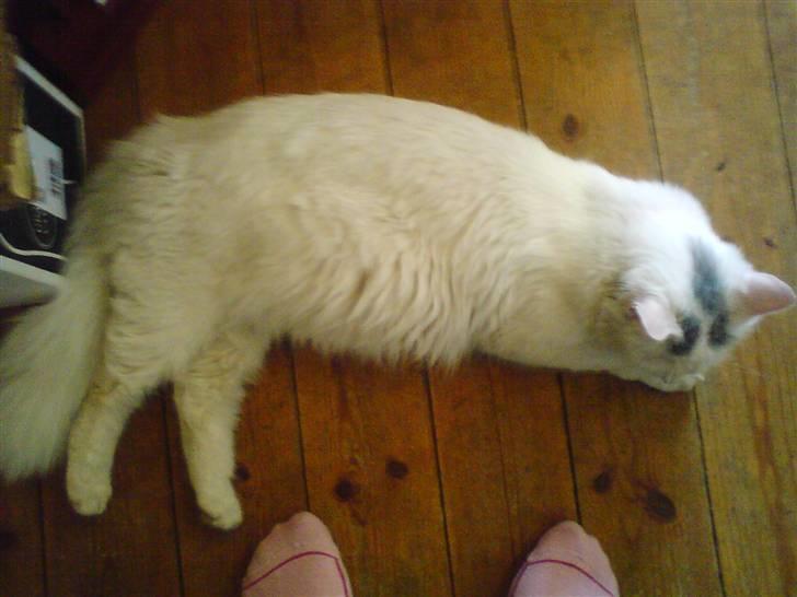 Huskat Angel - ja er maget træt på det billed for er gravid billede 14