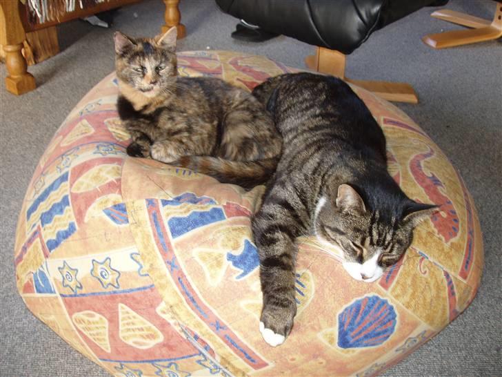 Huskat Angel - jeg sunt at det her billede skul i lide se det er (Berta) og den gammel hankat( pjevs) billede 15