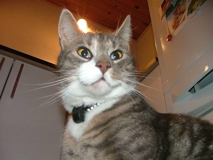 Blanding af racer Toolu lusifer billede 11