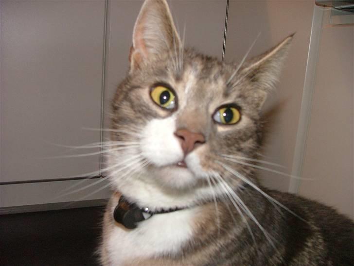 Blanding af racer Toolu lusifer billede 12