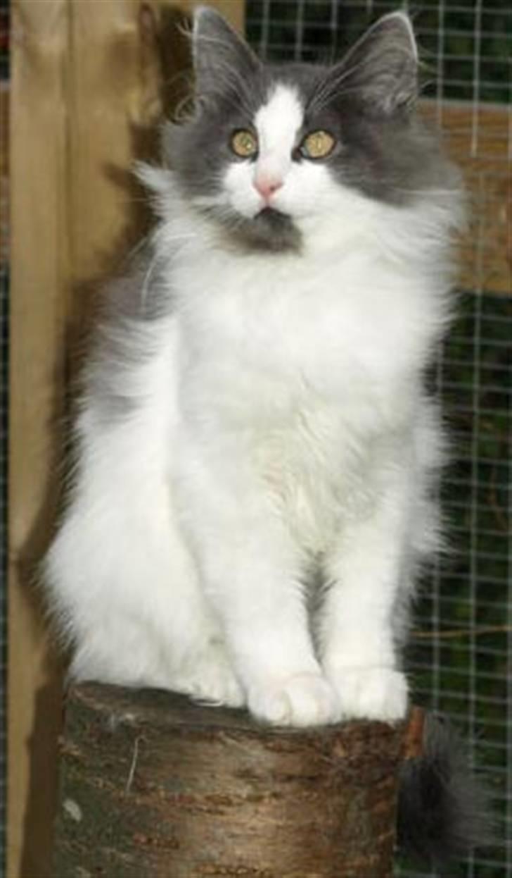 Norsk Skovkat Miss Felias Bluie *Død* - Velkommen til Bluie´s profil. Dette billede er taget hos opdrætteren lige inden han flyttede hjemmefra billede 1