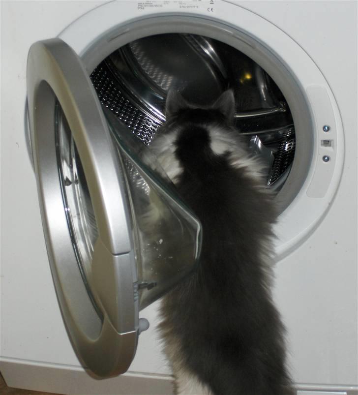 Norsk Skovkat Miss Felias Bluie *Død* - Gad vide hvad det er for en tingest? Bluie elsker at sove i vaskemaskinen ;-)  Billedet er taget den aften, hvor Bluie kom hjem til os billede 2