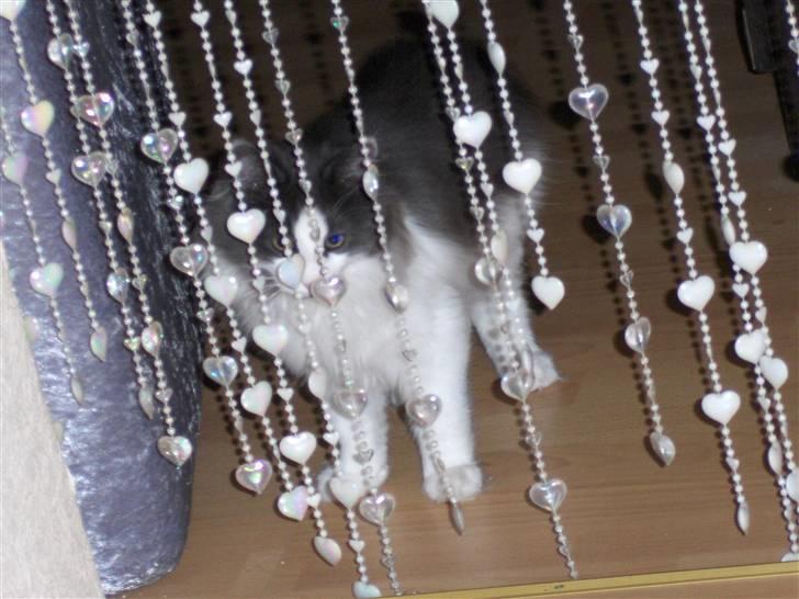 Norsk Skovkat Miss Felias Bluie *Død* - Bluie bag perleforhænget. Billedet er taget den aften han kom hjem til os billede 3