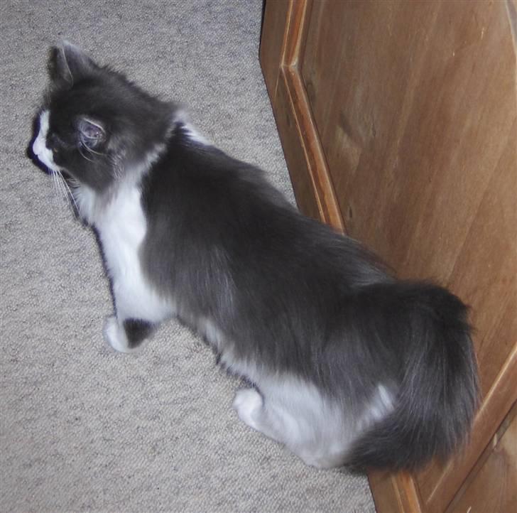 Norsk Skovkat Miss Felias Bluie *Død* - Flotte Bluie. Billedet er taget den aften han kom hjem til os billede 4