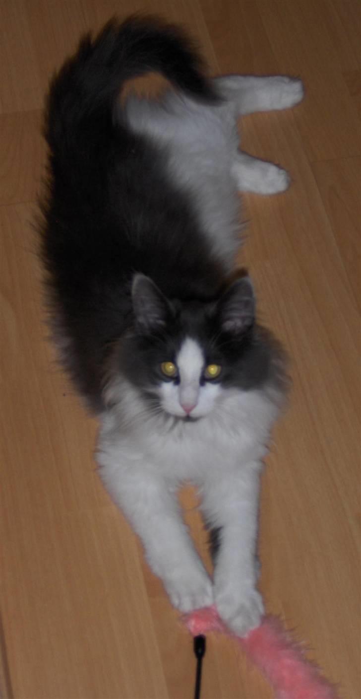 Norsk Skovkat Miss Felias Bluie *Død* - En megggggggget lang kat ;-)  Billedet er taget den aften han kom hjem til os billede 5