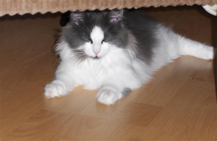 Norsk Skovkat Miss Felias Bluie *Død* - Uha, blitzlys er meget skarpt for små øjne ;-)   Jeg elsker bare dette billede. Billedet er taget den aften han kom hjem til os billede 6