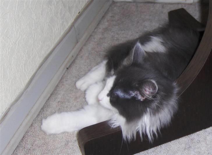 Norsk Skovkat Miss Felias Bluie *Død* - Og så går vi til ro :-D billede 7