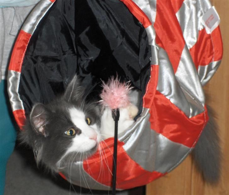 Norsk Skovkat Miss Felias Bluie *Død* - Bluie med sit yndlingslegetøj, tunnelen. Han elsker at blive båret i den billede 8