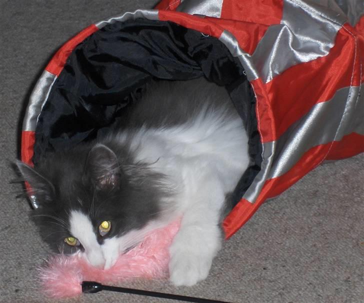 Norsk Skovkat Miss Felias Bluie *Død* - Bluie med sin elskede tunnel og sin fjer-boa-tingest-på-pind billede 9