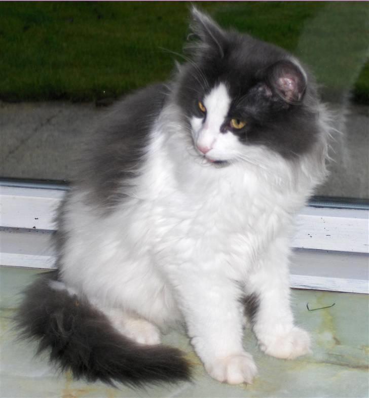 Norsk Skovkat Miss Felias Bluie *Død* - Hov, hvad var det?!?!?!  Bluie i vinduet billede 10