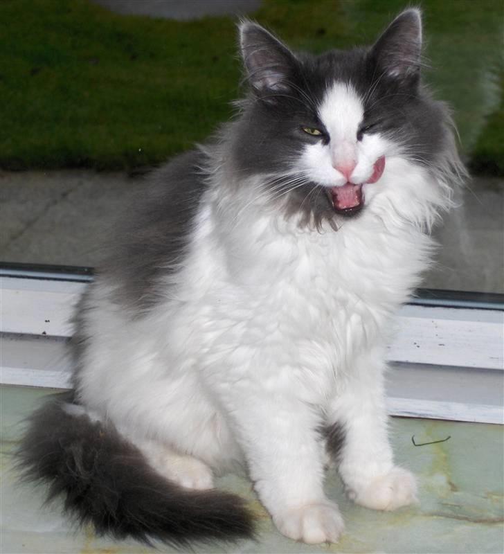 Norsk Skovkat Miss Felias Bluie *Død* - Ved sgu ikke, hvad man kalder dette udtryk? ;-D ;-D ;-D billede 11