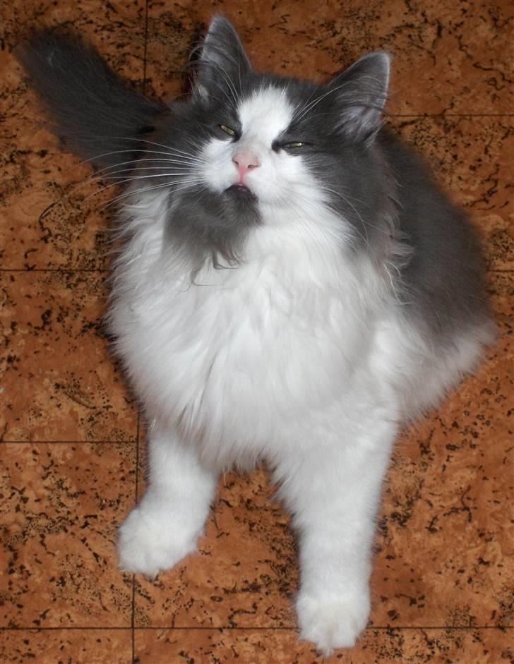 Norsk Skovkat Miss Felias Bluie *Død* - Sig APPELSINNNNN!! ;-D ;-D ;-D billede 12