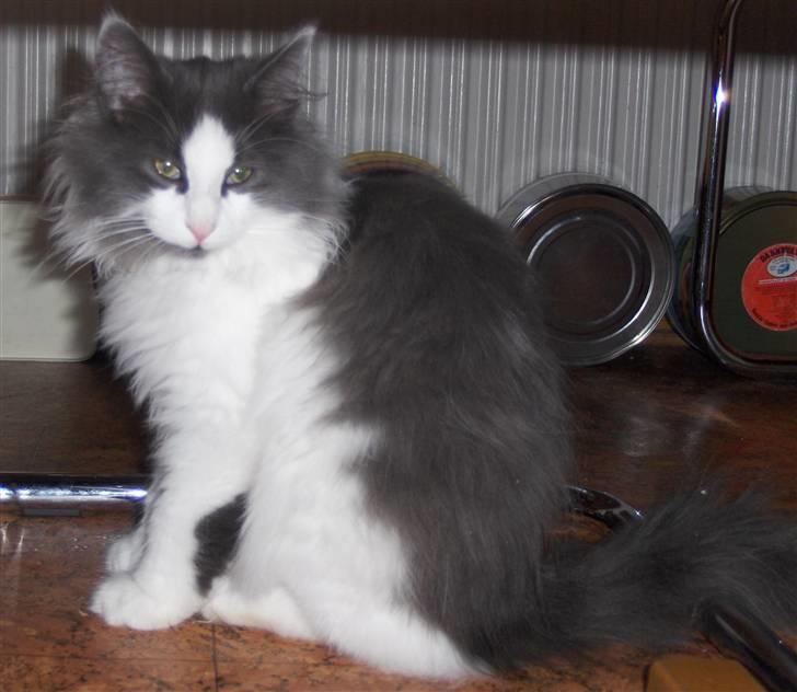 Norsk Skovkat Miss Felias Bluie *Død* - Er jeg ikke smuk? billede 13