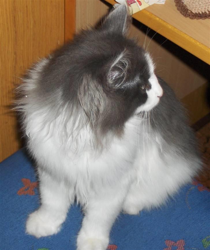 Norsk Skovkat Miss Felias Bluie *Død* billede 15