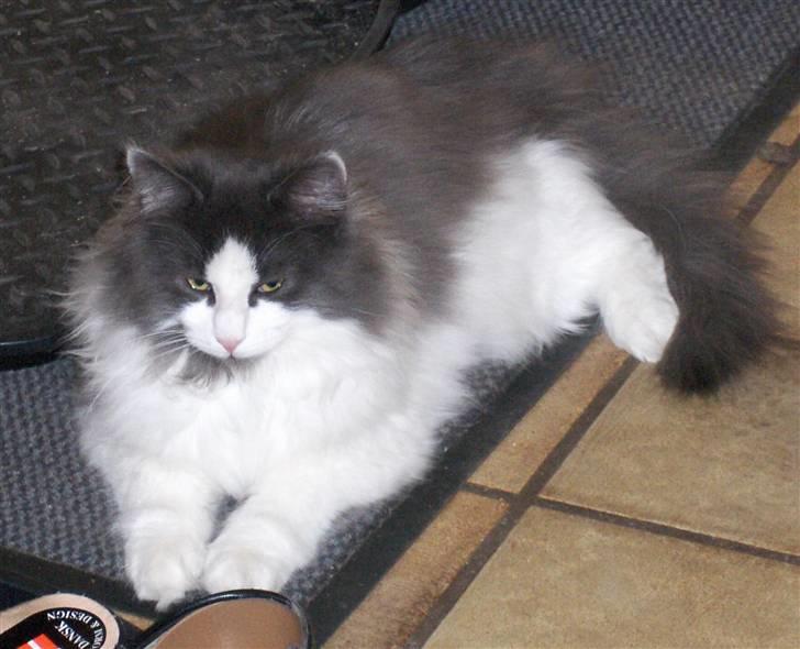 Norsk Skovkat Miss Felias Bluie *Død* - En meget smuk herre :-D billede 16