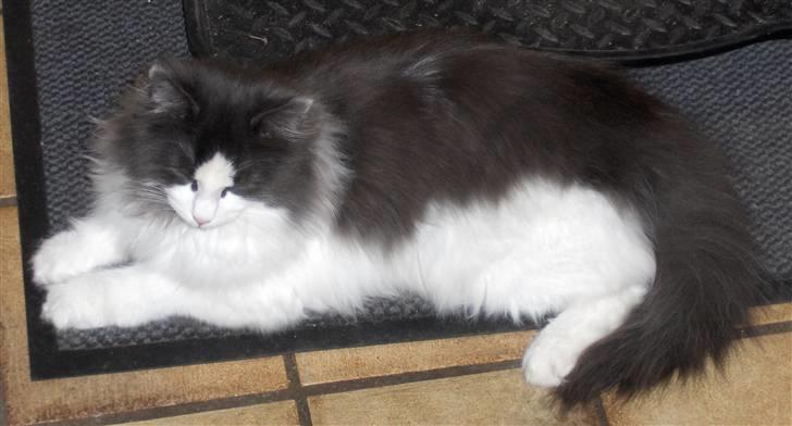 Norsk Skovkat Miss Felias Bluie *Død* - Stadig en meget smuk herre :-D billede 17