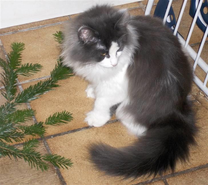 Norsk Skovkat Miss Felias Bluie *Død* - Bluie sammen med en grangren billede 18