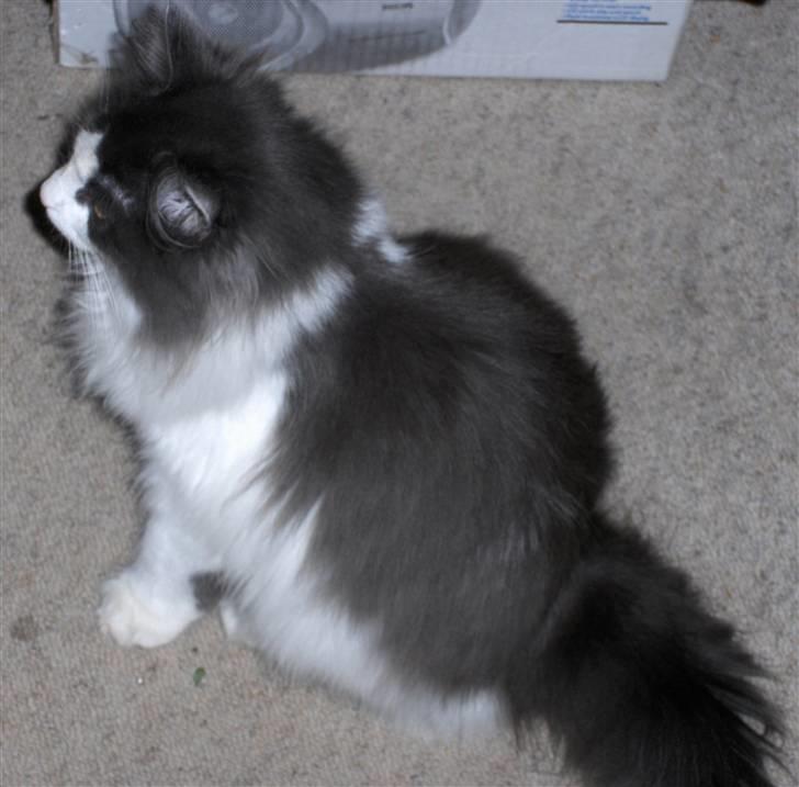 Norsk Skovkat Miss Felias Bluie *Død* - Smukke Bluie billede 19