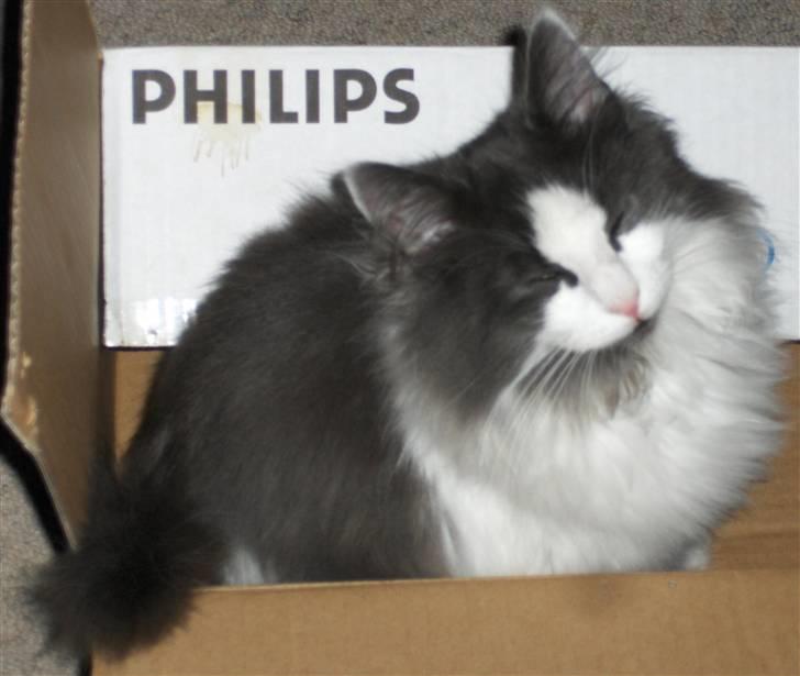 Norsk Skovkat Miss Felias Bluie *Død* - Bluie i sin yndlingskasse som han indtog juleaften billede 20