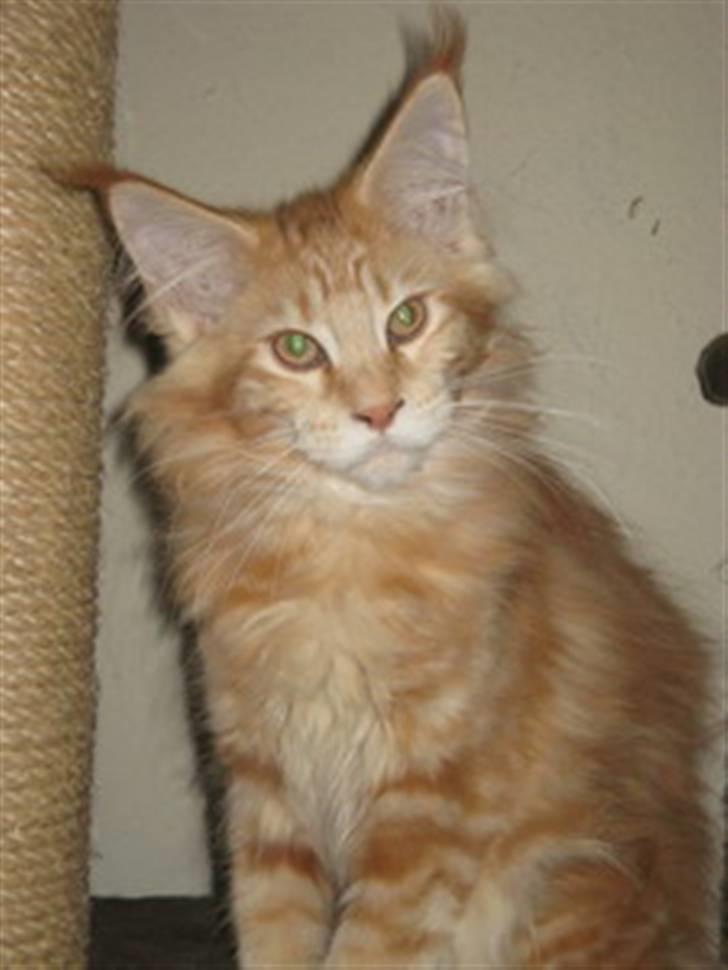 Maine Coon Micharlo's Dior - 16 uger billede 10