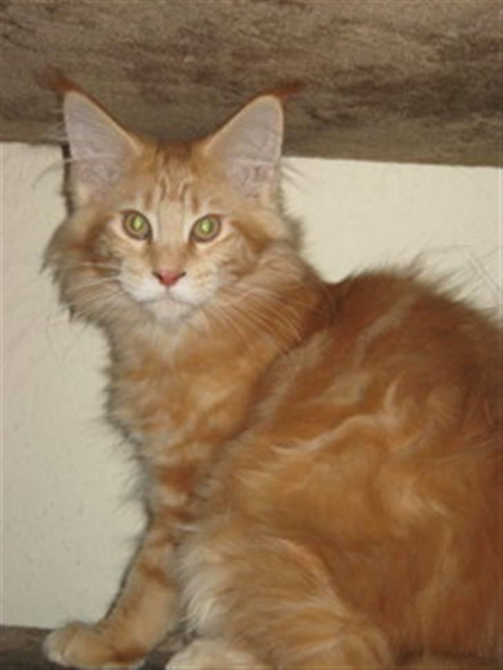Maine Coon Micharlo's Dior - 16 uger billede 11
