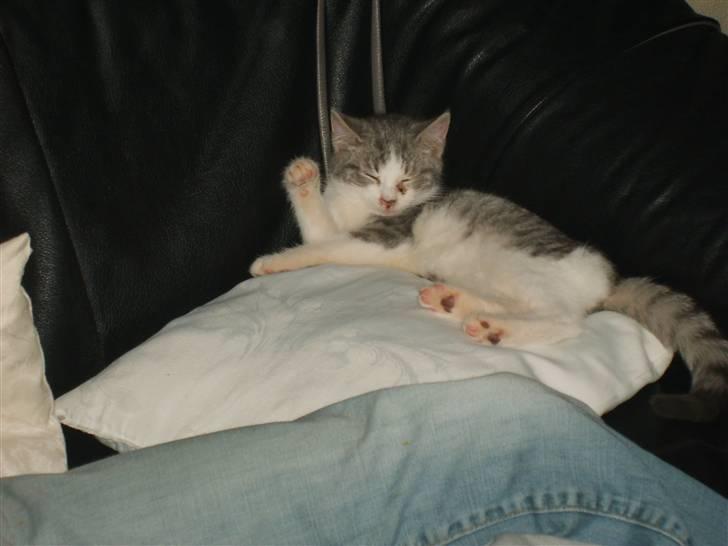 Huskat Nixon - hallow everybody  billede 11