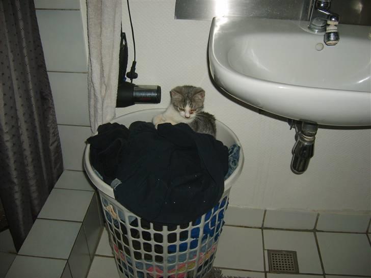 Huskat Nixon - her er godt at putte billede 12