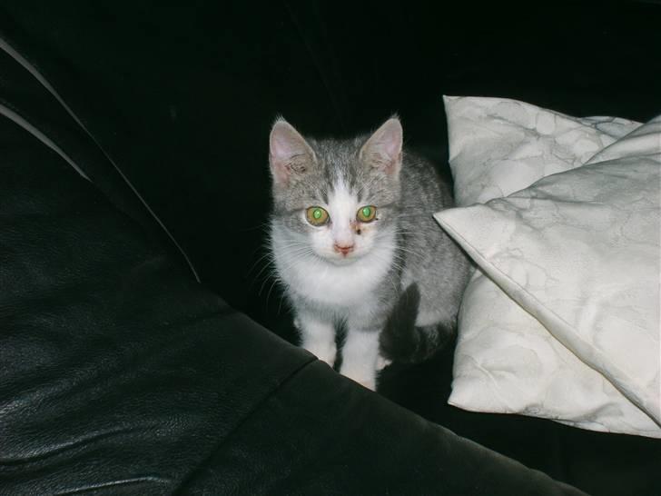 Huskat Nixon - behøver du at tage billeder af mig hele tiden billede 13