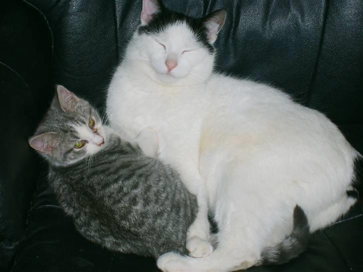 Huskat Nixon - er vi ikke dejlige billede 14