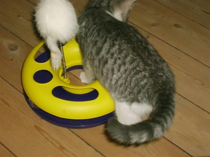 Huskat Nixon - mit beste legetøj billede 15