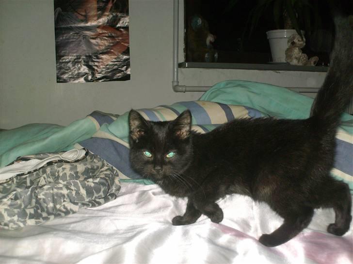 Huskat Nikki (:  - liste liste.  billede 1